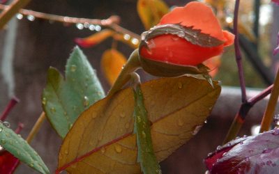 A nudge of curiosity